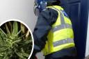 A cannabis farm was discovered in Ayr