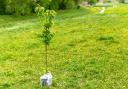 Tree planting will be taking place across North Ayrshire