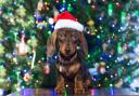 Sausage dogs can meet Santa Paws at the unique event