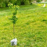 Tree planting will be taking place across North Ayrshire