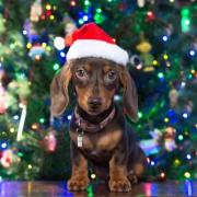 Sausage dogs can meet Santa Paws at the unique event