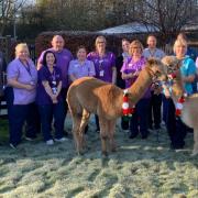 The alpacas were a hit with staff and patients